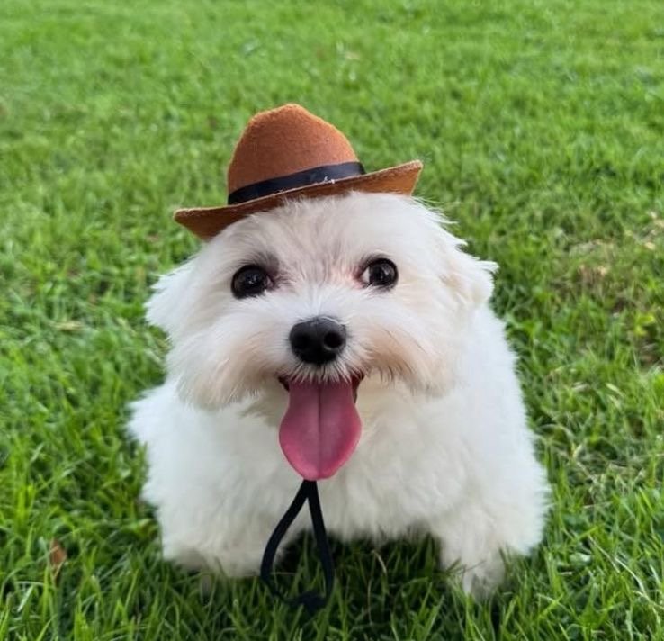 xamo